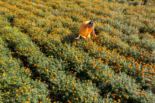 Preview: Aerial view of woman on a marigold field, India.