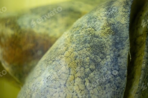 Preview: Detailed view of lungs with cancer with copy space
