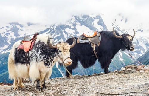 Preview: Yaks in the mountains