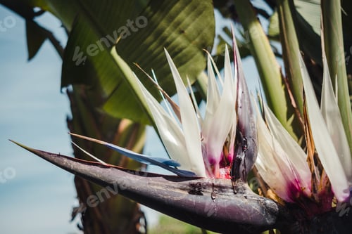 Preview: White Bird of Paradise Flower