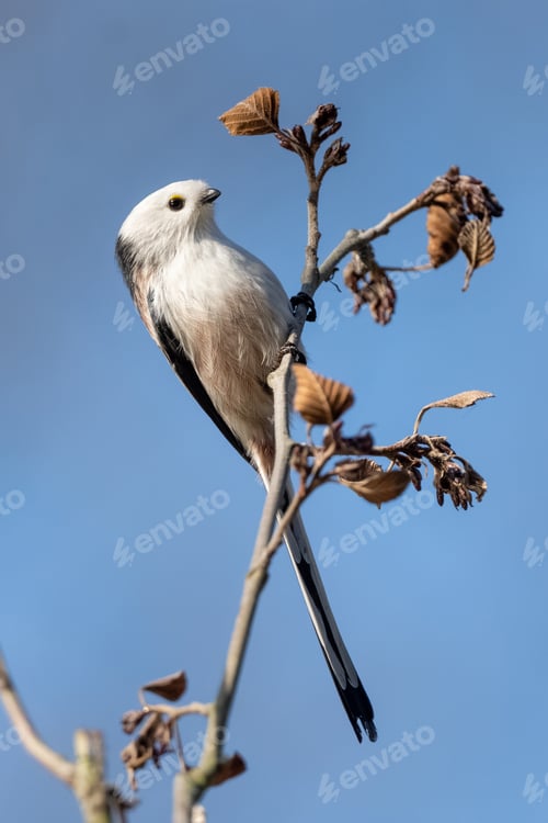 Preview: Long-Tailed Tit Is Sitting On A Branch