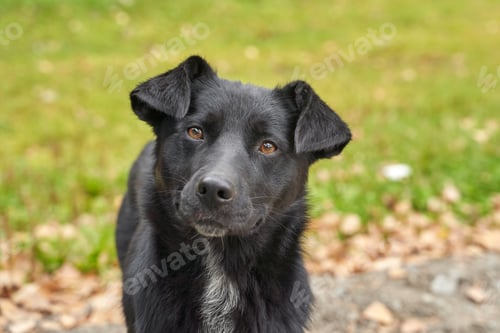 Preview: Curious black dog in nature setting with green background and fallen leaves