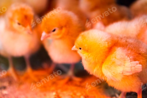 Preview: Bunches of chicks