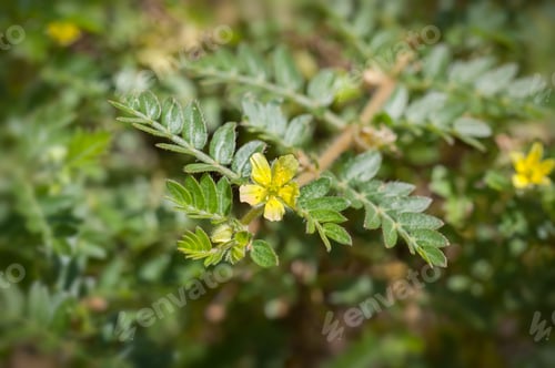 Preview: Flower of tribulus terrestris plant