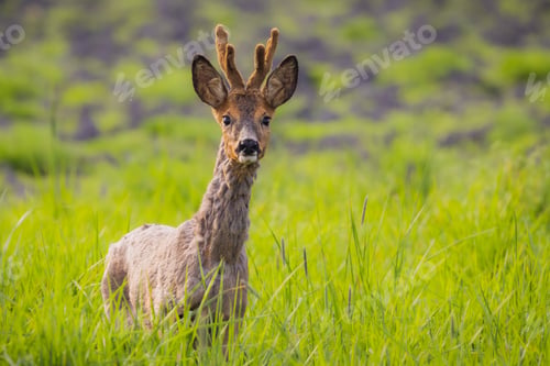 Preview: Deer standing in grass, head turned