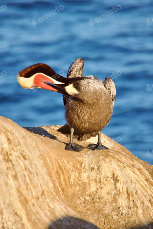 Preview: Beautiful colorful pelican sitting in the morning sun on top of the La Jolla Sea Caves and the ocean