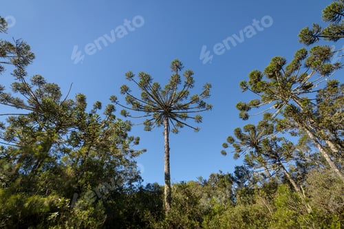 Preview: Brazilian pine of Itaimbezinho Canyon - Cambara do Sul, Rio Grande do Sul, Brazil