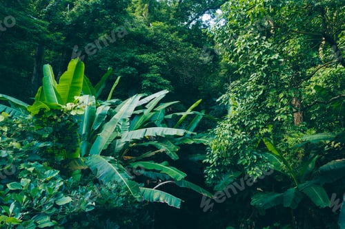 Preview: Aerial view of tropical forest in summer