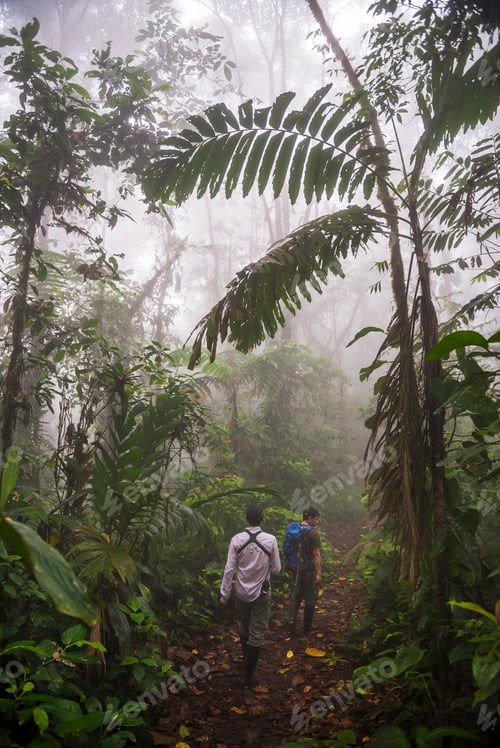 Preview: Ecuador. Walking through the jungle in the Choco Rainforest, an area of cloud forest in the Pichinch