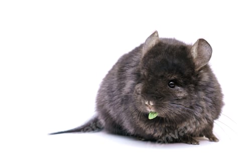 Preview: cute chinchilla eating on white background