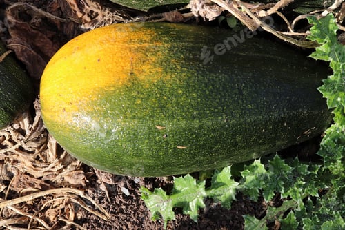 Preview: fresh zucchini grown in the garden