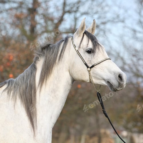 Preview: arabian, horse, mare, stallion, riding