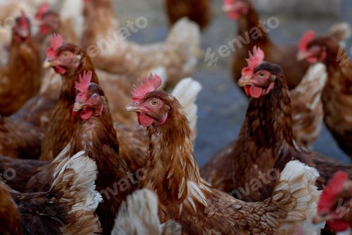 Vista previa: Group of brown laying hens on a farm