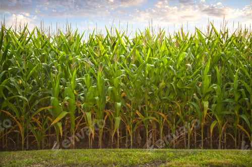 Preview: Side view of corn plants below sunlight and clouds
