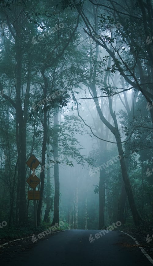 Preview: Rural road through evergreen forest in a fog