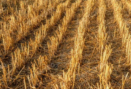 Preview: Harvested wheat field