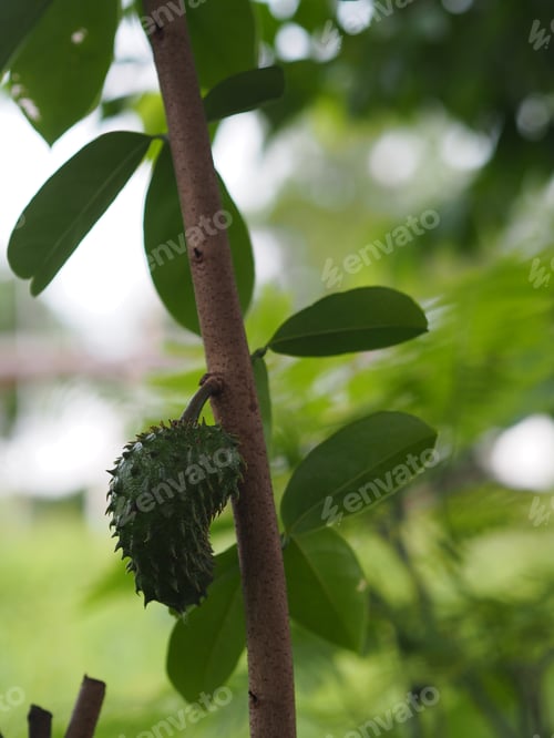 Preview: Soursop, Annona muricate blooming in garden on nature background Annonaceae