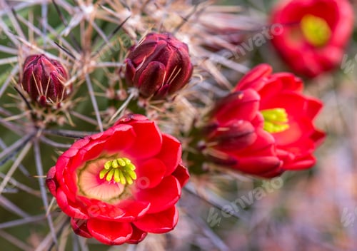 Preview: Red Cactus Flowers Blooming with Yellow Centers