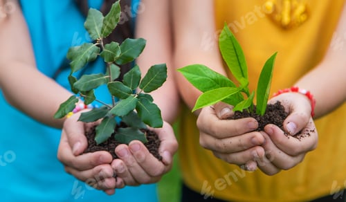 Preview: The child holds the plant and soil in his hands. Selective focus.