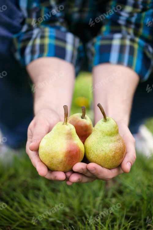 Preview: Pears