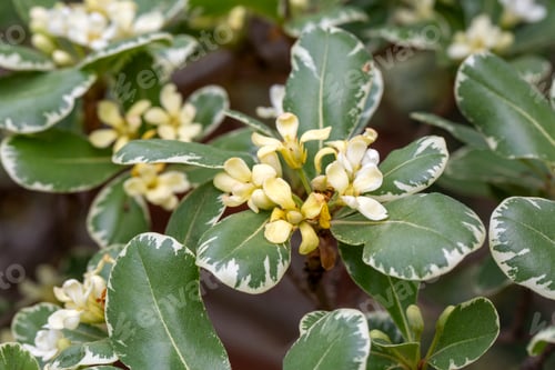 Preview: Pittosporum tobira ‘Variegata’, Japanese variegated pittosporum.