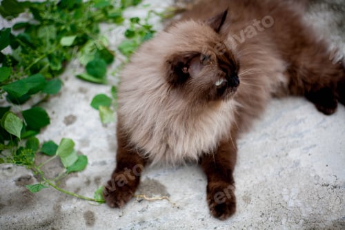 Preview: Persian cat eating favorite cat grass on concrete floor