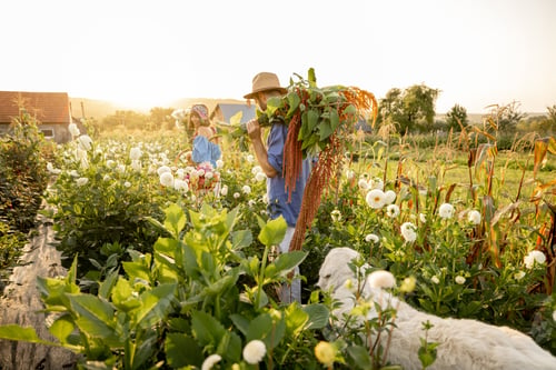 Preview: Farm workers carry lots of freshly picked up flowers at farm