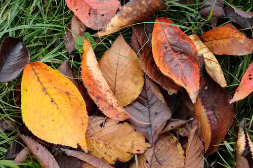 Preview: Colorful Autumn Leaves on Green Grass