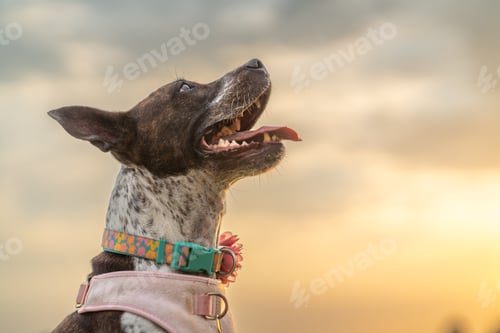 Preview: Happy Dog Enjoying a Beautiful Sunset