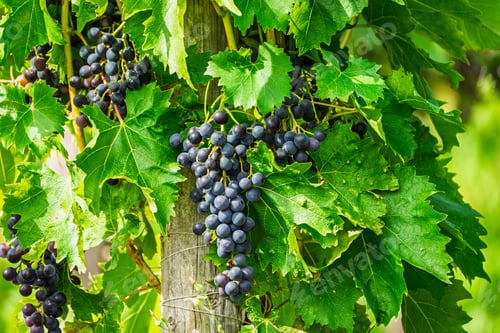Preview: Ripe Grapes on the Vine A Harvest of Freshness and Natural Beauty in the Vineyard