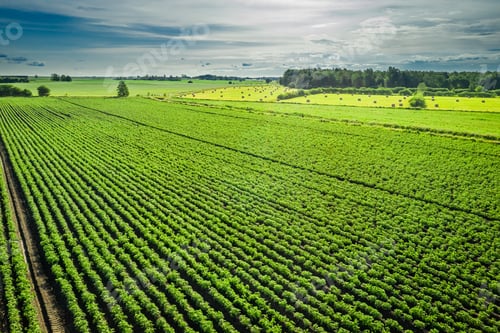 Preview: Green potato field in summer day, aerial view, Poland