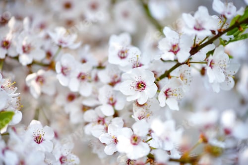 Preview: Beautiful White Blossoms in Springtime Sunlight
