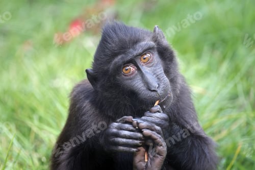 Preview: The Celebes crested macaque (Macaca nigra)