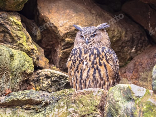 Preview: Eurasian eagle-owl looking at camera