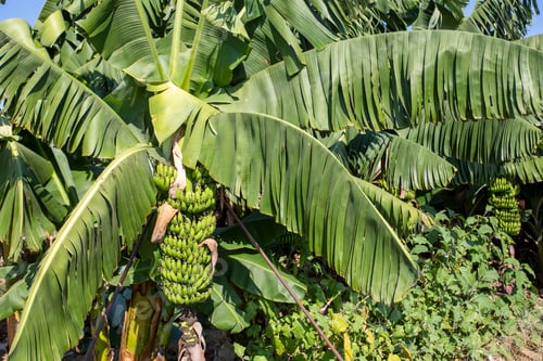 Preview: Banana tree with bunch of growing ripe green bananas (Turkey - Alanya)