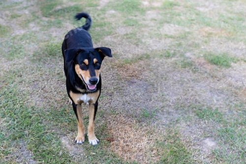 Preview: Black Thai dog standing in the middle of the grass looking.