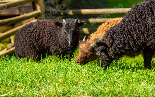 Preview: Sheep graze on the farm. Selective focus.