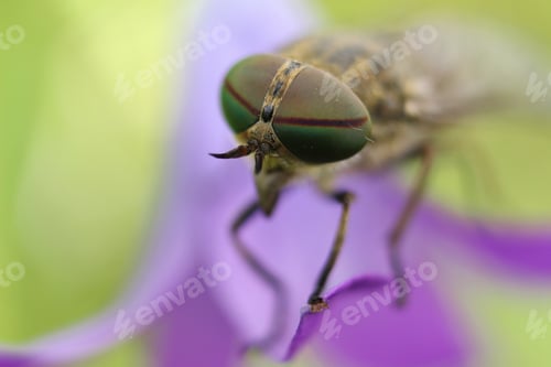Preview: Resting horse-fly