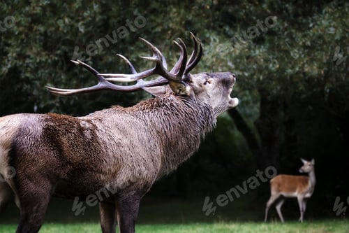 Preview: Male deer roar during mating season