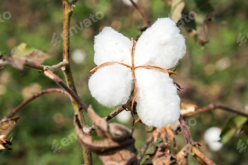 Preview: Closed up cotton blossom ready for harvesting,cotton tree