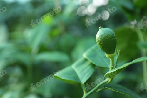 Preview: Unripe citrus fruit growing on tree outdoors, closeup. Space for text