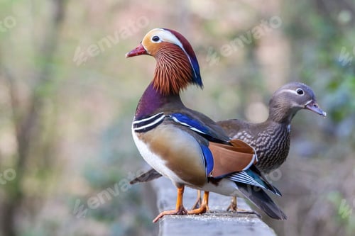 Preview: Closeup of two mandarin ducks facing the opposite directions standing on the same board