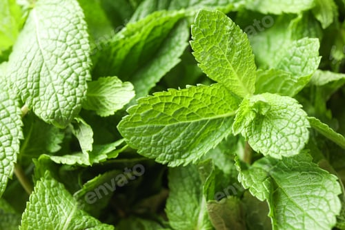 Preview: Green mint texture background on whole background, close up