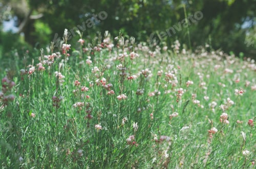 Preview: Soft Focus Shot of Green Field with Tiny Pink Flowers