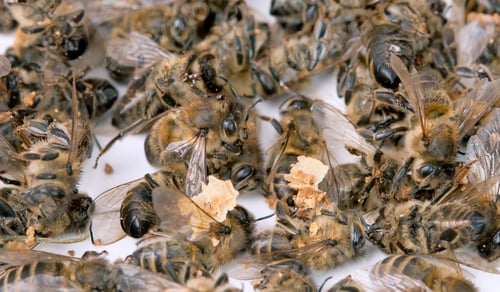 Preview: dead bee