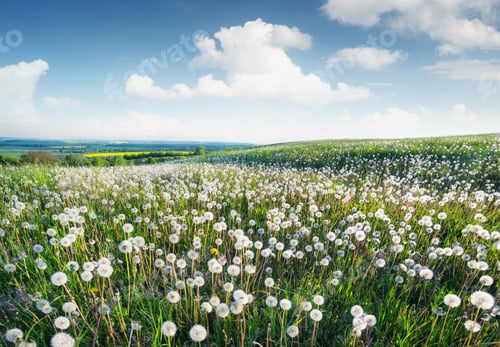 Preview: Agricultural landscape. Field with flowers in the spring time.