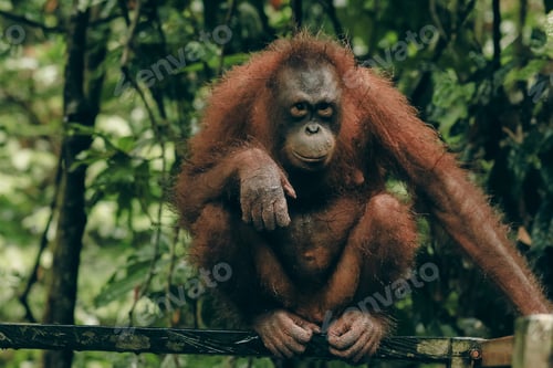 Preview: Orangutan relaxing on the railing at the zoo in Kota Kinabalu