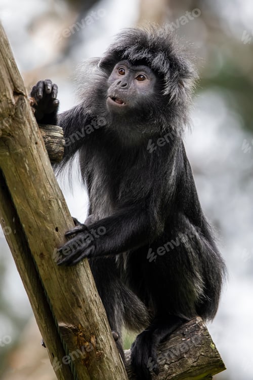 Preview: The East Javan langur (Trachypithecus auratus)