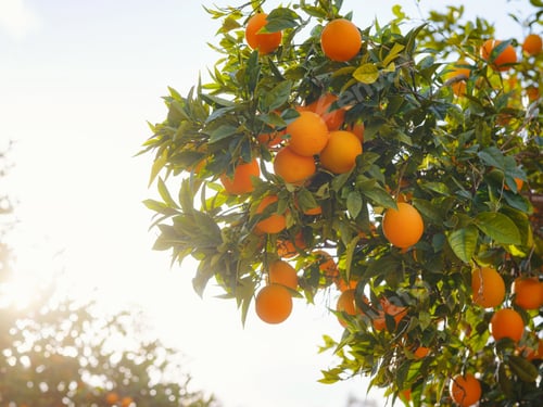 Preview: Orange garden, summer background. Turkey district of city of Demre