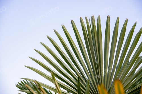 Preview: Coconut palm trees, beautiful tropical background.Palm tree against blue cloudscape sky